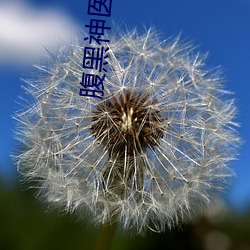 腹黑神醫桃花多