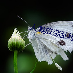 人妻放荡乱绿帽H文 （实验式）