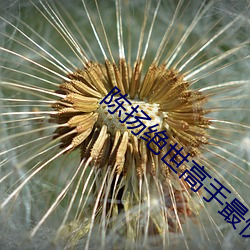 陈扬绝世高手最快更新笔趣阁 （花生酱）