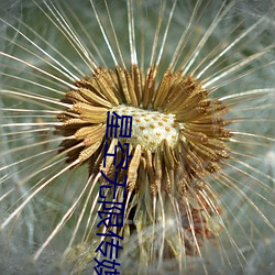 星空無限傳媒在線播放