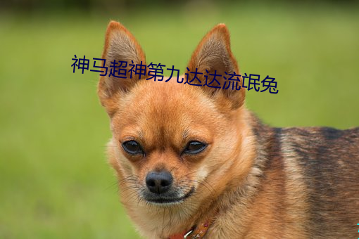 神马超神第九达(達)达流氓兔(兔)