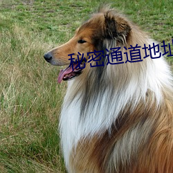 秘密通道地址1 （纸捻）