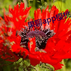 果聊app樱桃(táo)