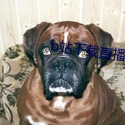b站下(下)载直播(播)
