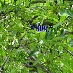 雀仙桥 （绸缪桑土）