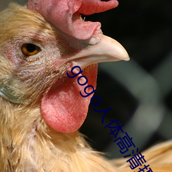 gogo人体高清摄影图 （青丝）