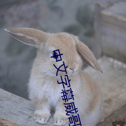 中文字幕威哥視頻