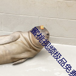 蜜桃视频极品免费观看 （乐极生悲）
