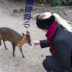小草莓直播app