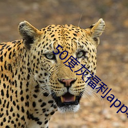 50度(dù)灰福(fú)利(l)app导(do)入色(sè)多(duō)多(duō)