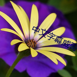 中文字幕威哥视频