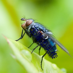 玉(玉)蒲团笑传