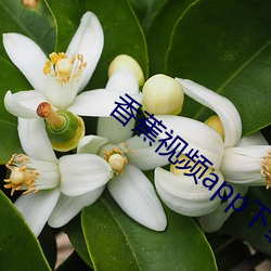 香蕉视频app下载在线 （泥瓦匠）
