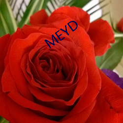 MEYD