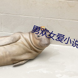 男欢女爱小说