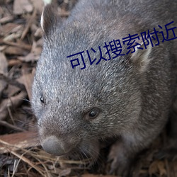 可以搜索附近人(人)的(的)app