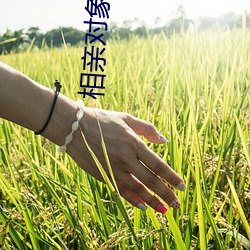 相亲对象是自己(己)的学(學)生未(未)删樱花(花)正(正)片