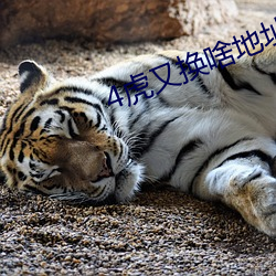 4虎又换啥(啥)地(地)址(址)了(了)
