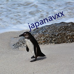 japanavxx