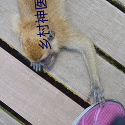 鄉村神醫小說