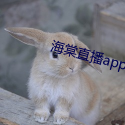 海棠直播app下载手机版