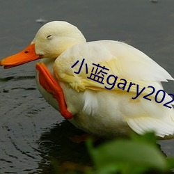 小蓝gary2023