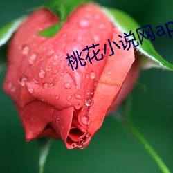 桃(táo)花(huā)小说网(wǎng)app