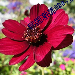 韩国激(jī)情呻吟揉(róu)捏胸(xiōng)视频(pín)
