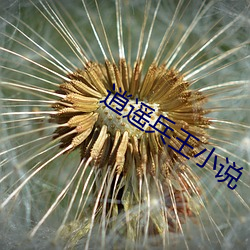 逍遥(yáo)兵王小(xiǎo)说