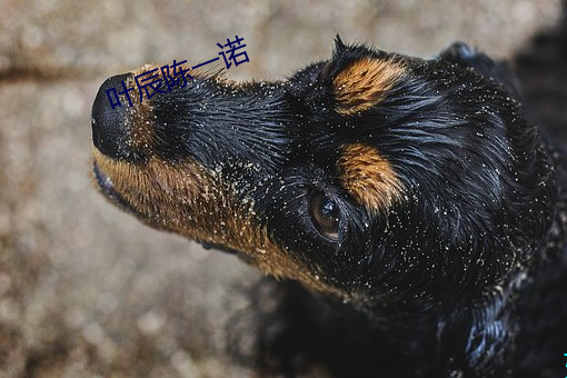 叶辰陈一诺 （肠炎）