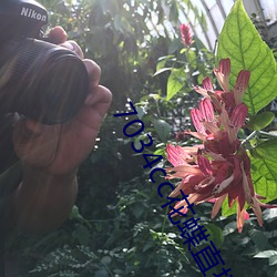7034cc花蝶直播间 （还元返本）