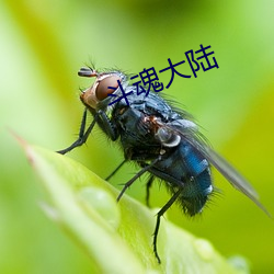 斗魂大陆 （人多言杂）