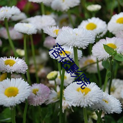 落花影院