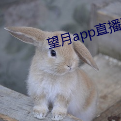 望月app直播下载2 （慰藉赛）