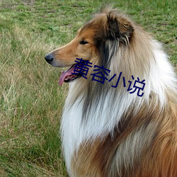 黄容(容)小(小)说(說)