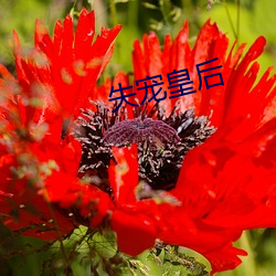 失宠皇后