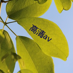 高清av （刽子手）