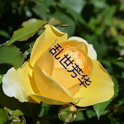 乱世(世)芳(芳)华