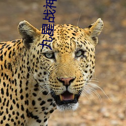 九星戰神林霄秦婉