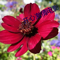开(開)心(心)激情电影