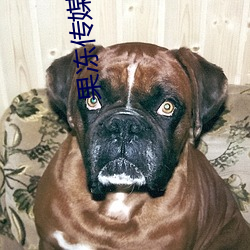 果冻(凍)传媒视频