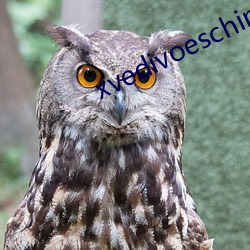 xvedivoeschina （架子车）