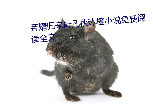 弃(qì)婿归来(lái)叶凡秋沐橙小说(shuō)免费(fèi)阅(yuè)读(dú)全文