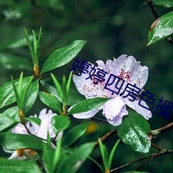 婷婷(婷)四房色播
