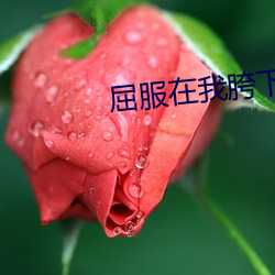 屈(qū)服在(zài)我(wǒ)胯下的麻麻