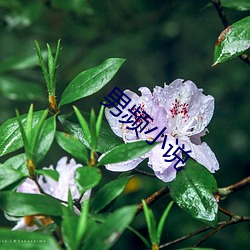 男频(pín)小说