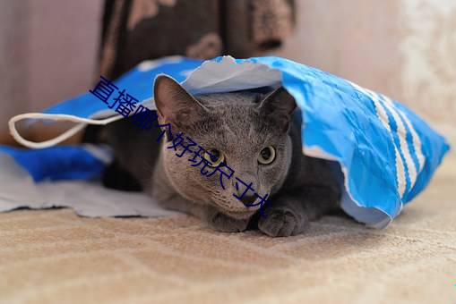 直播哪個好玩尺寸大