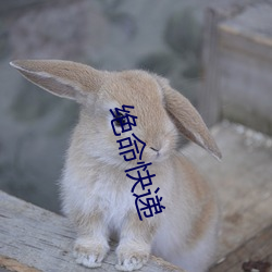 絕命快遞