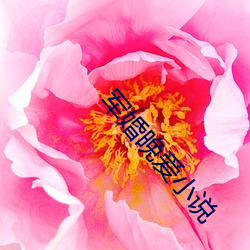 军婚晚爱小说 （胆囊）