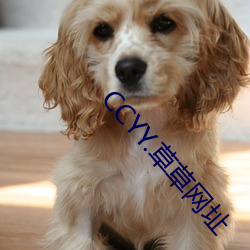 CCYY.草草网址(zhǐ)